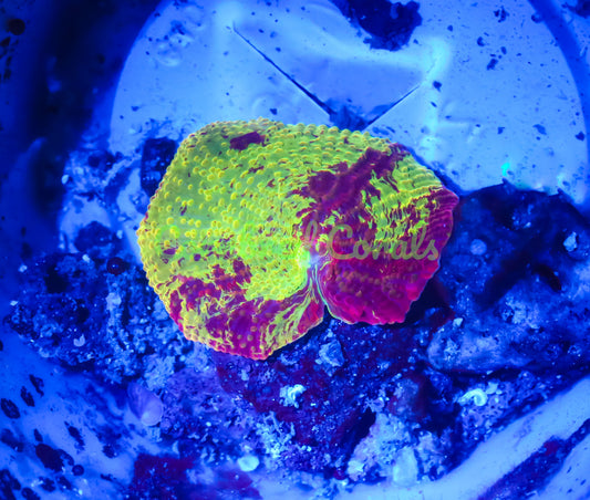 Cornbred's Rainbow Eclectus Mushroom - WYSIWYG