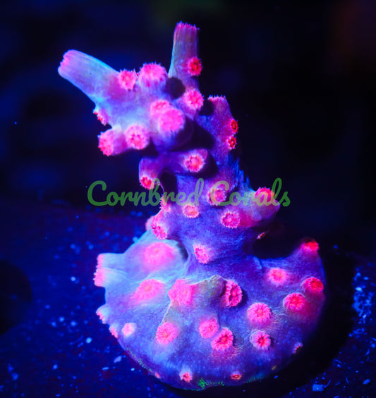 Cornbred's Branching Bleeding Rainbow Cyphastrea - WYSIWYG