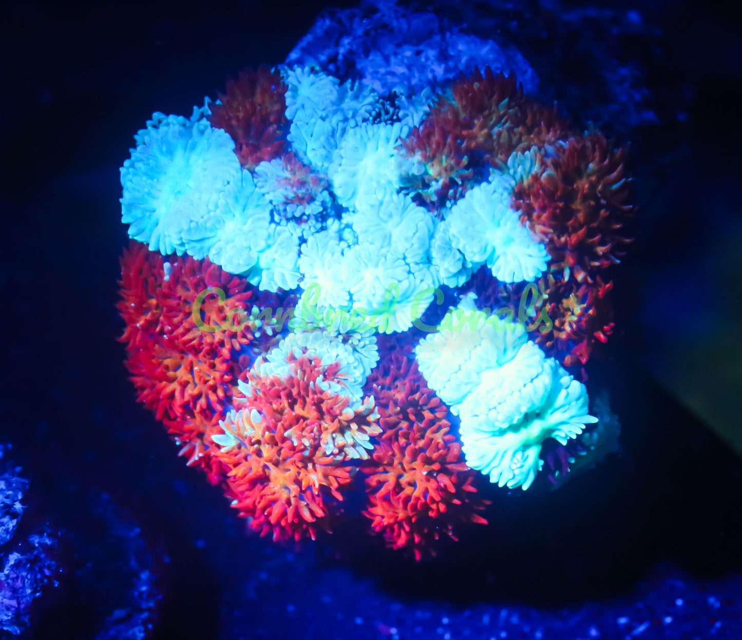 Cornbred's Inferno Rainbow Pin Cushion Mushroom - WYSIWYG