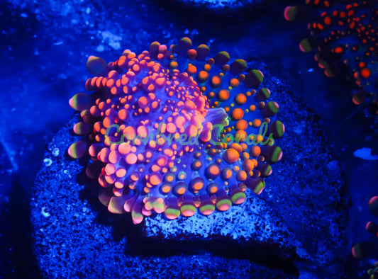 Cornbred's Doughboy Bean Bag Bounce Mushroom - WYSIWYG