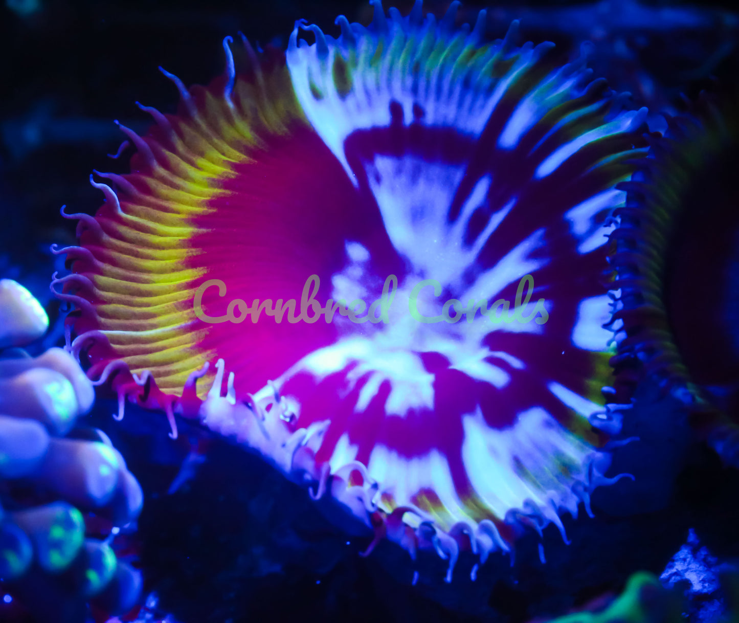 Cornbred's Ghost Rider Hybrid Grandis