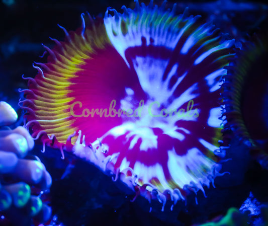 Cornbred's Ghost Rider Hybrid Grandis