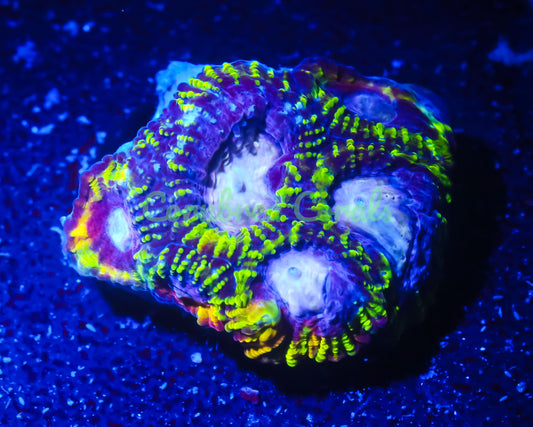 Cornbred's Burning Passion Favia - WYSIWYG