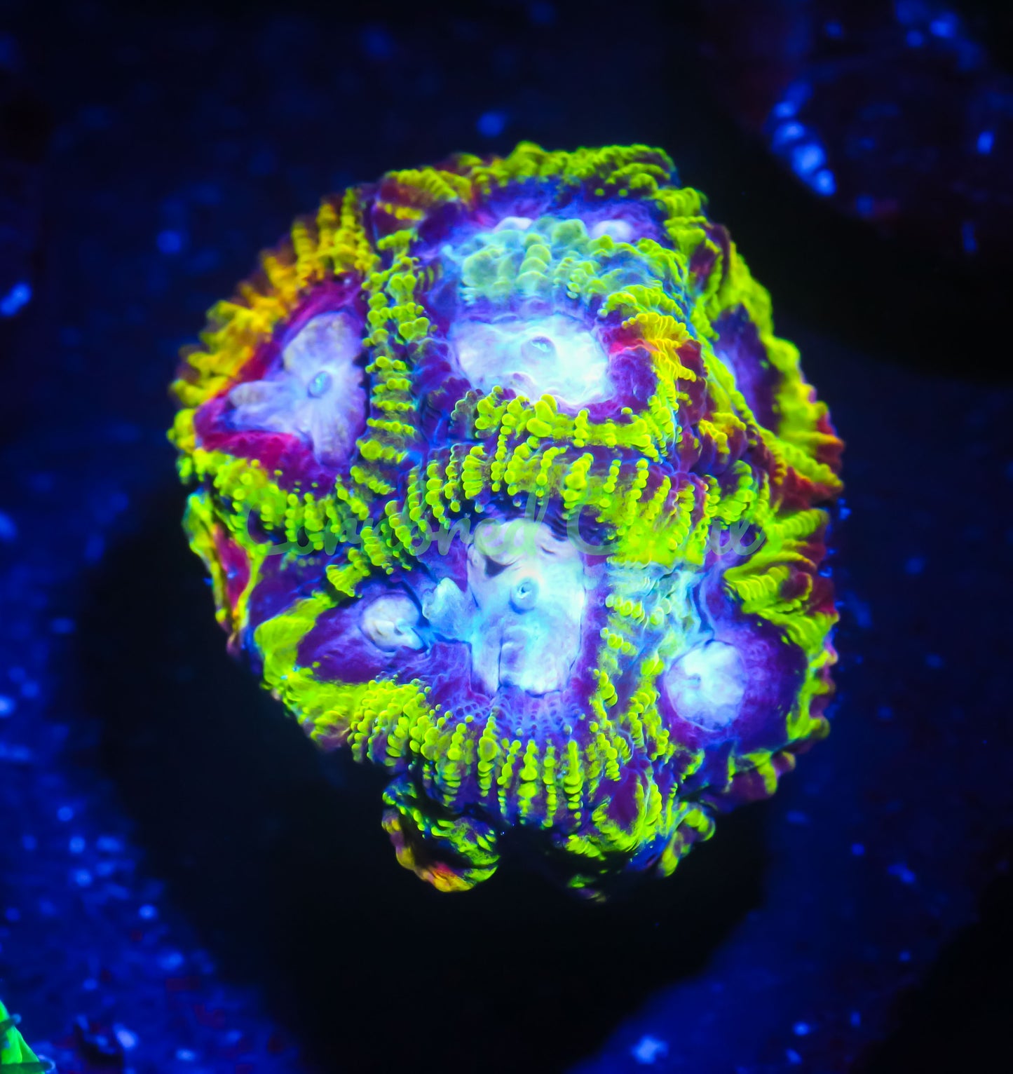 Cornbred's Burning Passion Favia - WYSIWYG