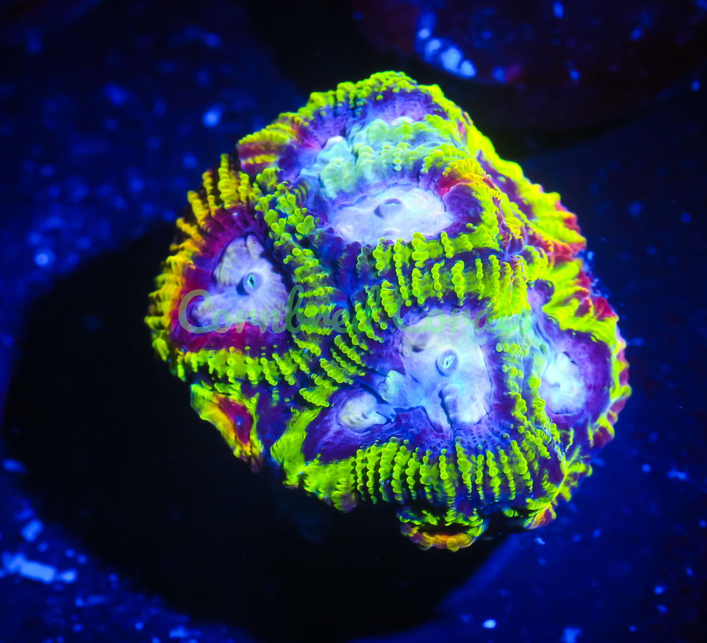 Cornbred's Burning Passion Favia - WYSIWYG