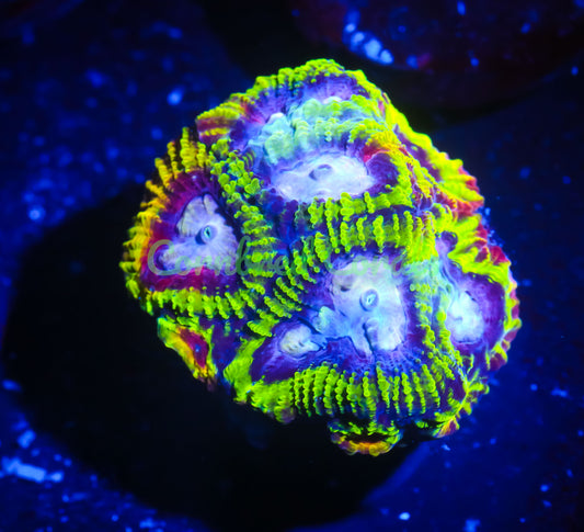 Cornbred's Burning Passion Favia - WYSIWYG