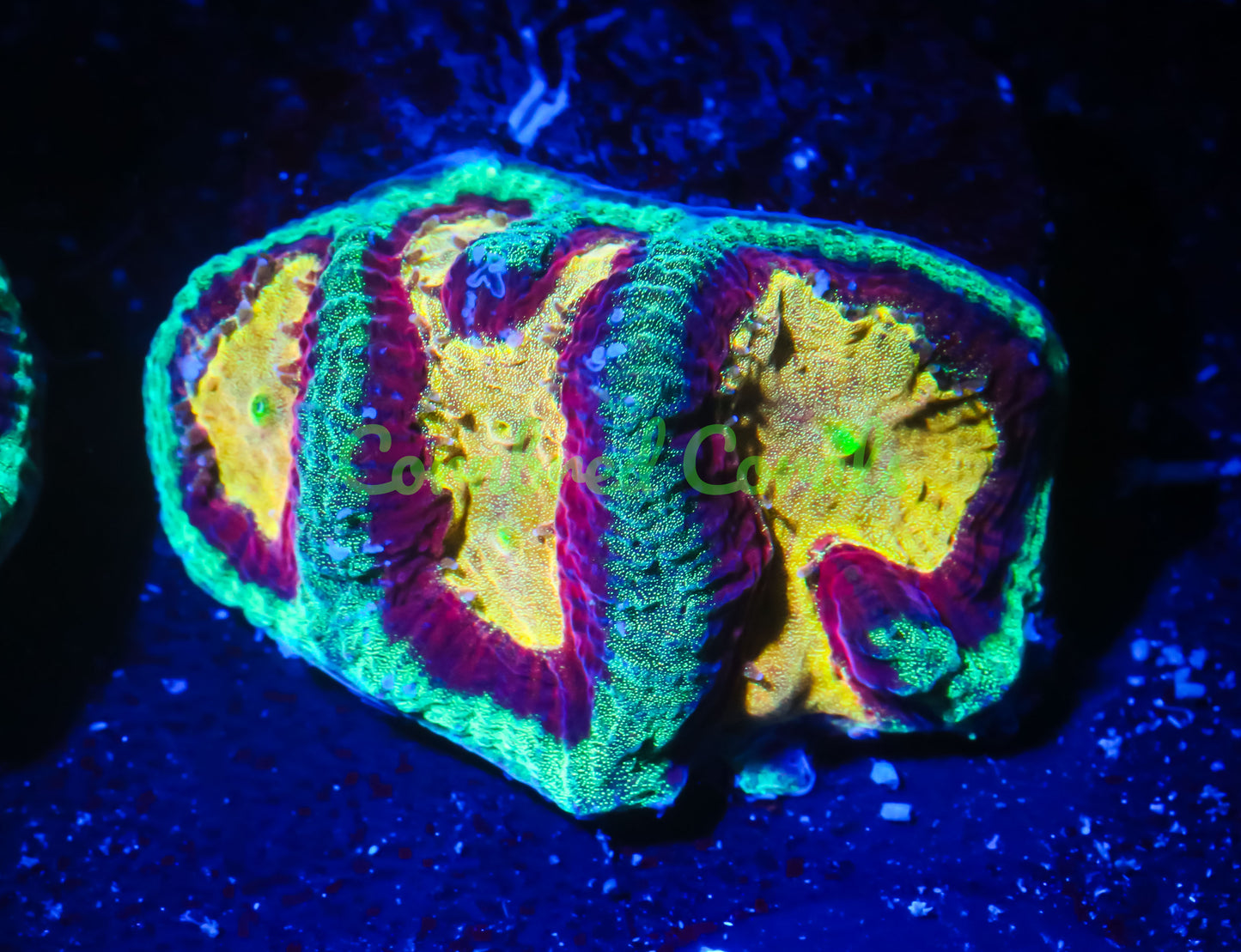 Cornbred's Flaming Maze Brain - WYSIWYG