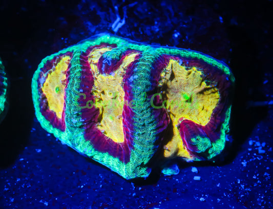 Cornbred's Flaming Maze Brain - WYSIWYG