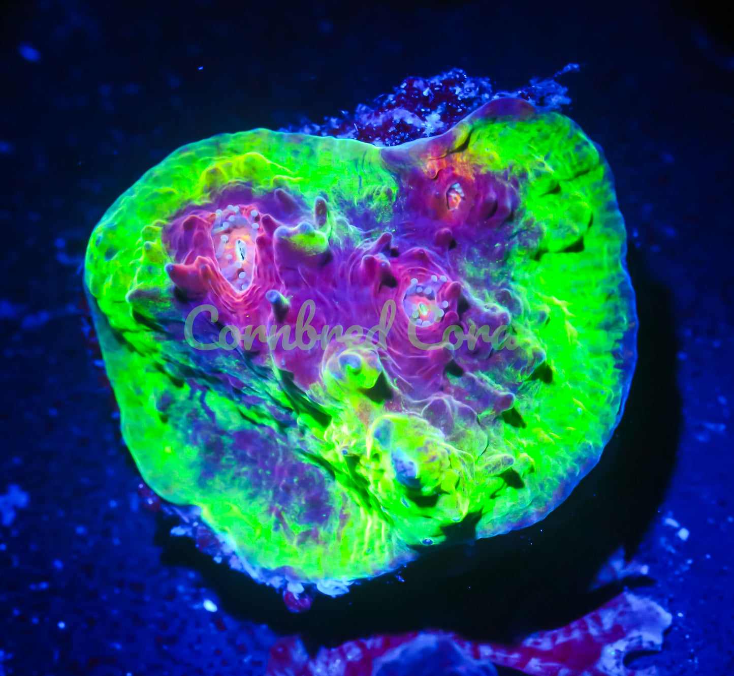 Cornbred's Firethrower Chalice - WYSIWYG