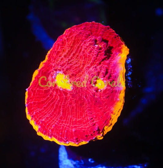 Cornbred's Flaming Bugatti Chalice - WYSIWYG