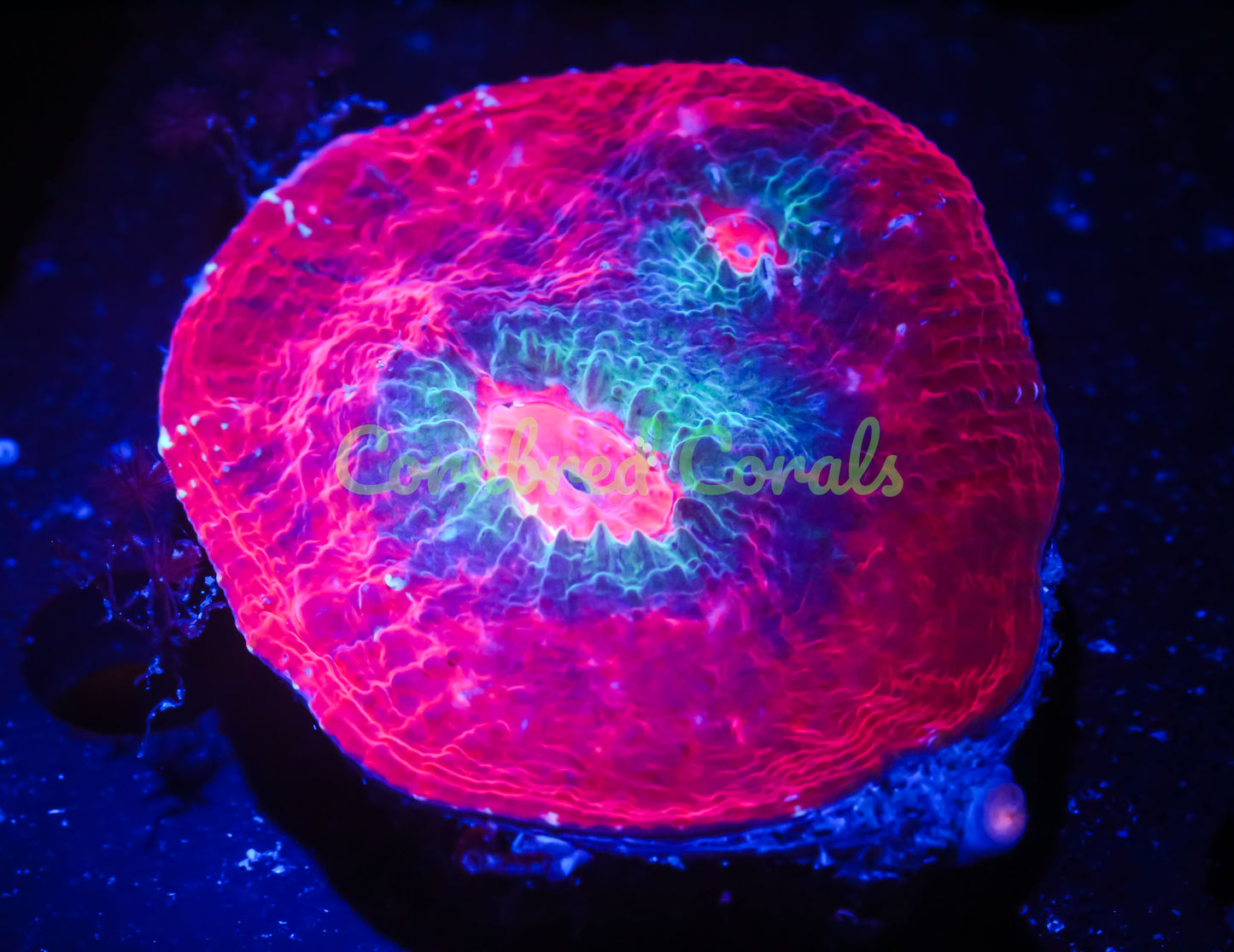 Cornbred's Red Rim Chalice - WYSIWYG