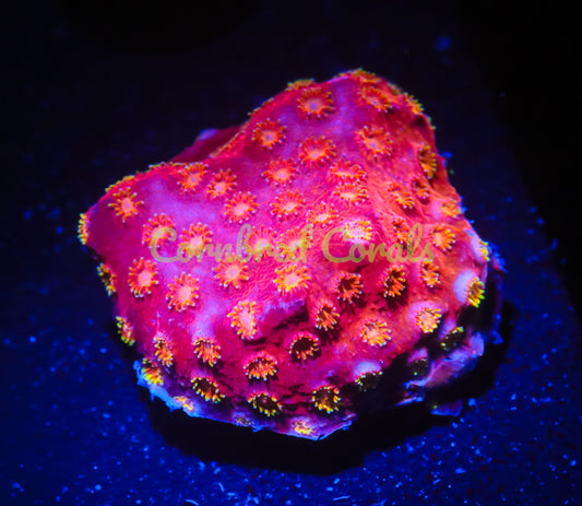 Cornbred's Fire Bomb Cyphastrea - WYSIWYG