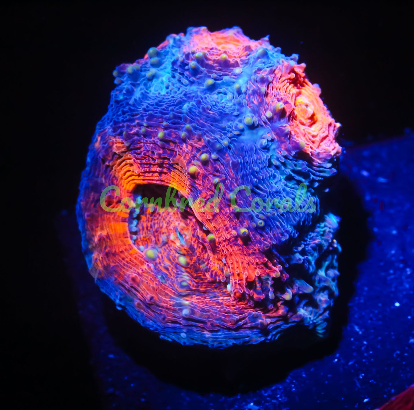 Cornbred's Holy Grail Echinata Maxima - WYSIWYG