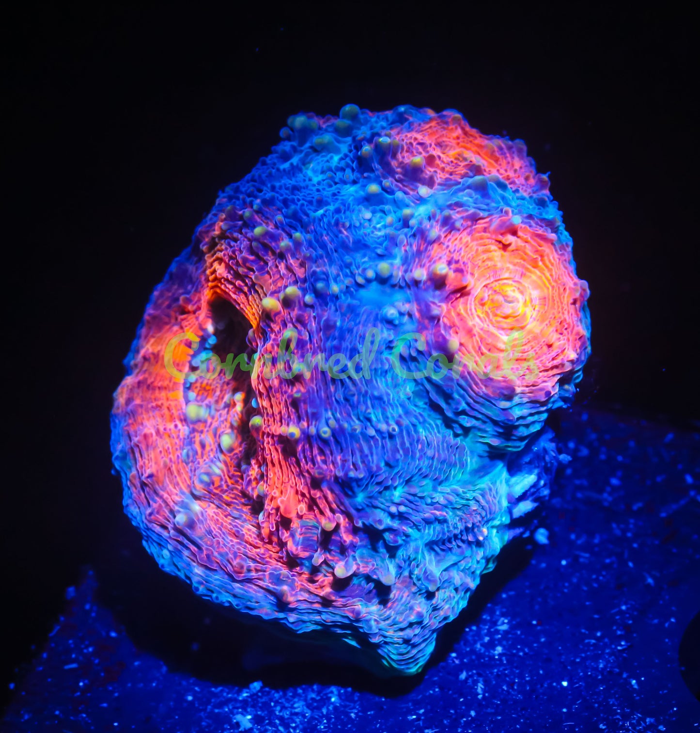 Cornbred's Holy Grail Echinata Maxima - WYSIWYG