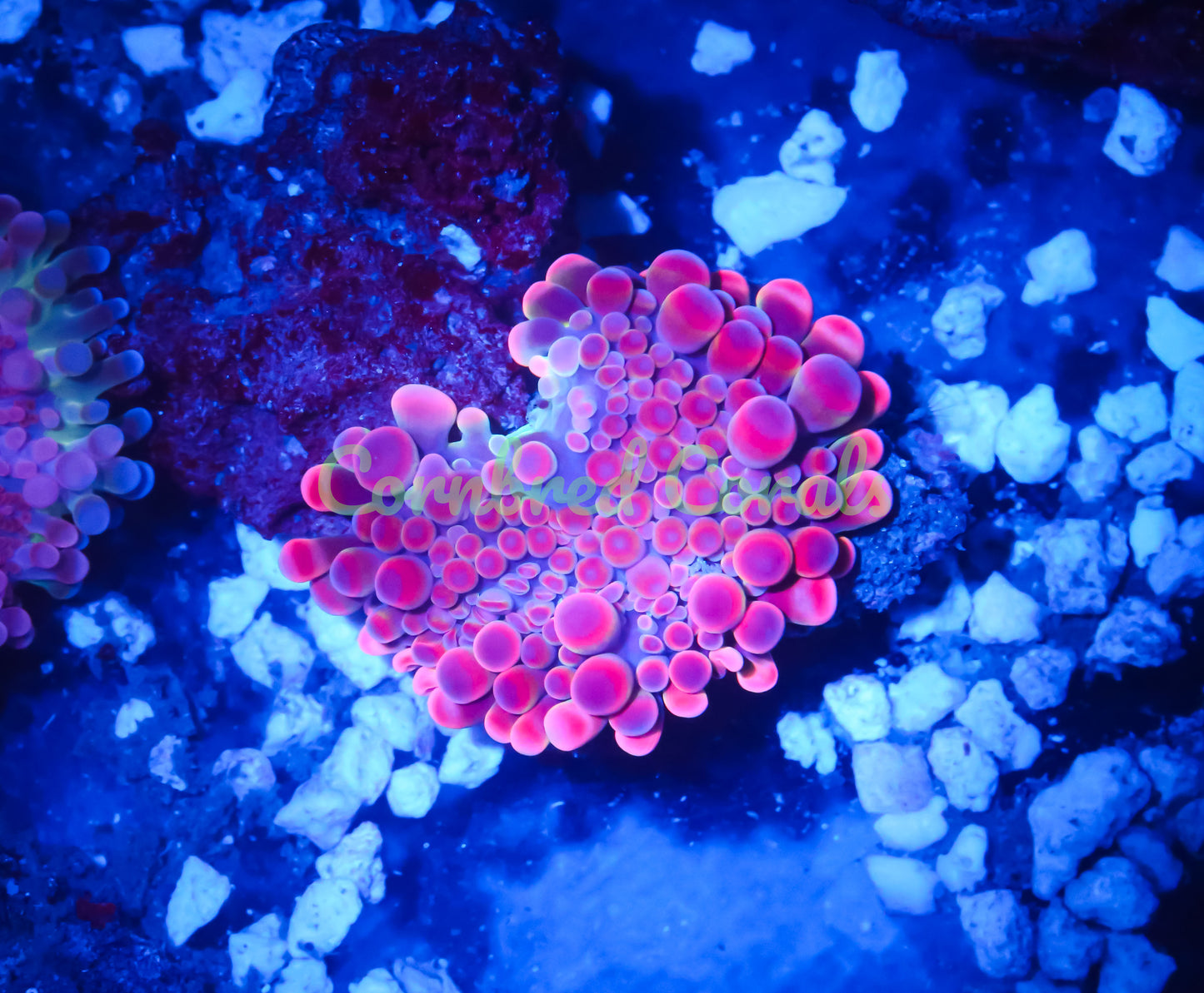 Cornbred's Pink Bubble Yum Yuma Mushroom - WYSIWYG