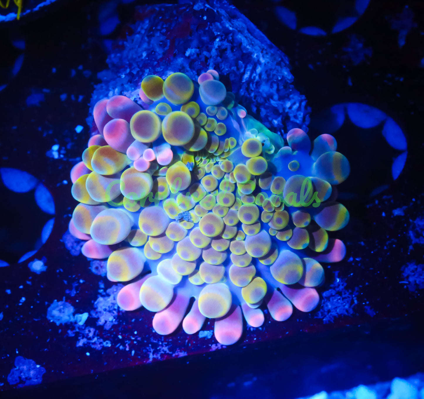 Cornbred's Queen Yum Yum Yuma Mushroom - WYSIWYG