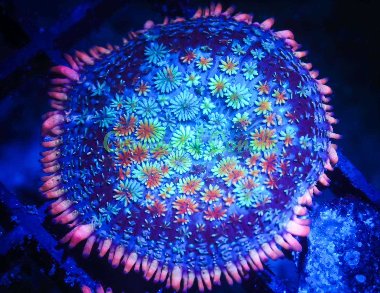 Cornbred's Frankie's Bride Bounce Mushroom - WYSIWYG