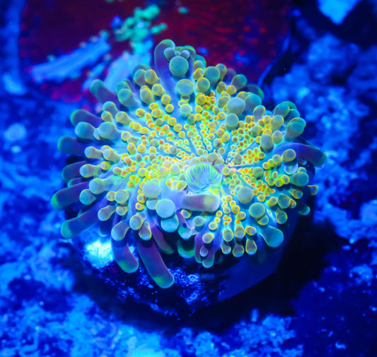 Cornbred's Golden Rainbow Croc Yuma Mushroom - WYSIWYG