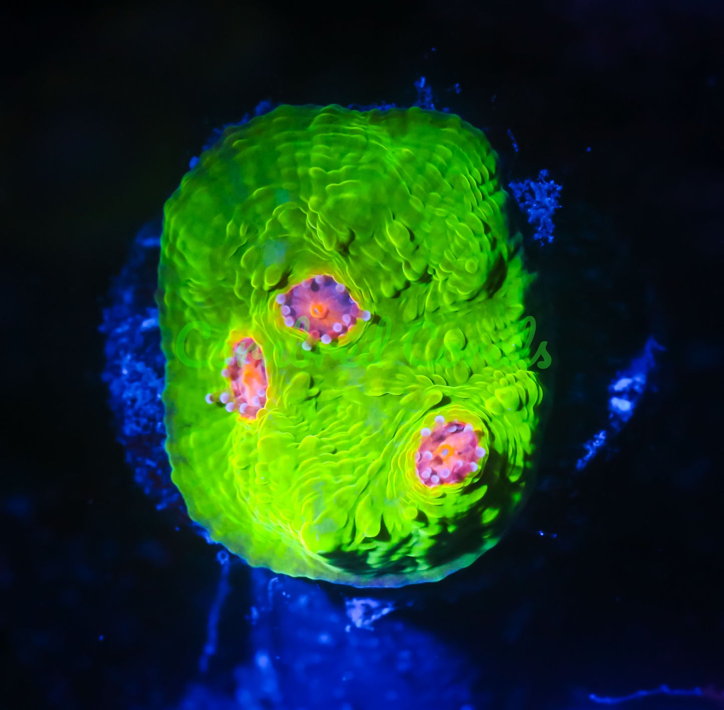 Cornbred's 3g Mummy Eye Chalice - WYSIWYG