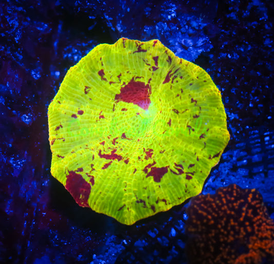 Cornbred's Firethrower Eclectus Mushroom - WYSIWYG