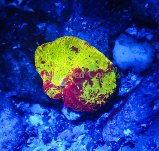 Cornbred's Rainbow Eclectus Mushroom - WYSIWYG