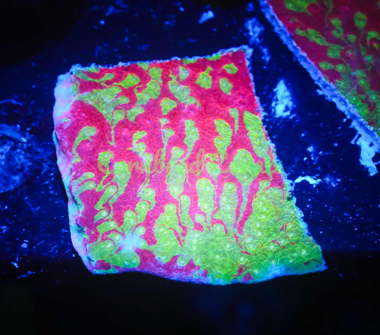 Cornbred's Toxic Grafted Monti Cap - WYSIWYG