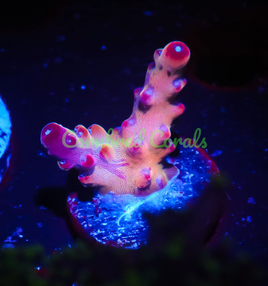 Cornbred Presents Jason Fox's Fantasy Island Acro - WYSIWYG