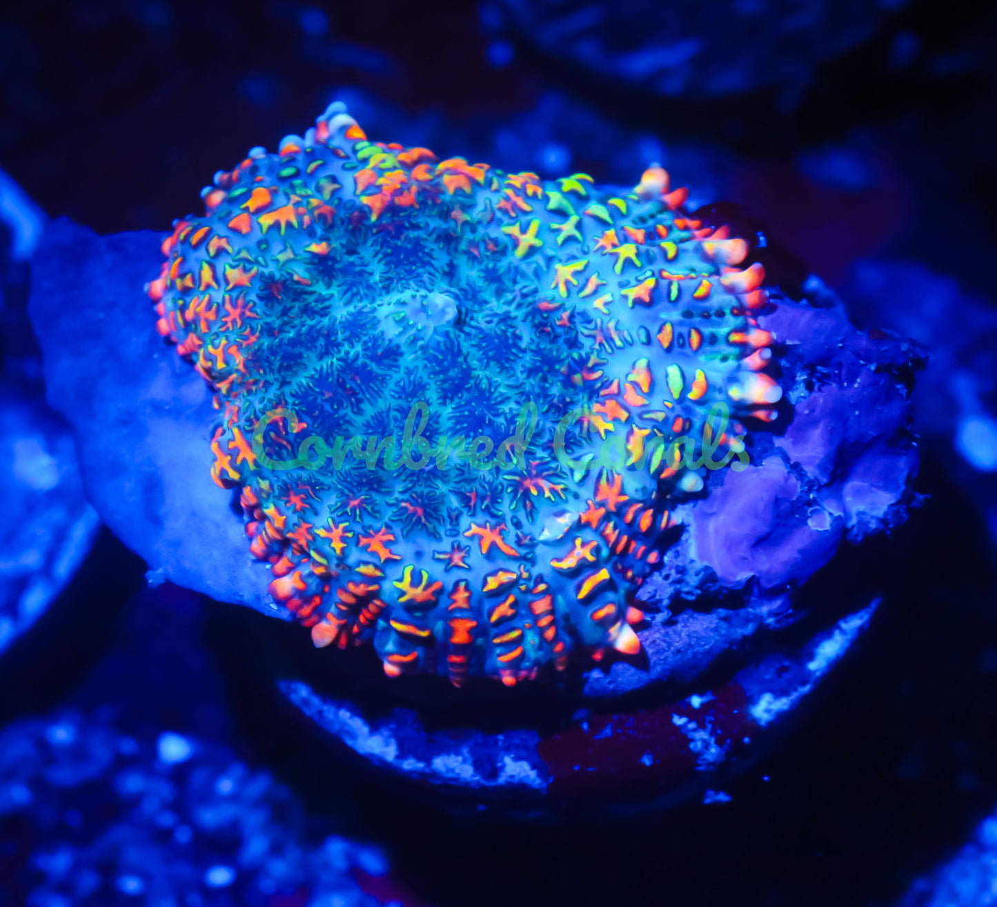 Cornbred's Rasta Rainbow Mushroom - WYSIWYG