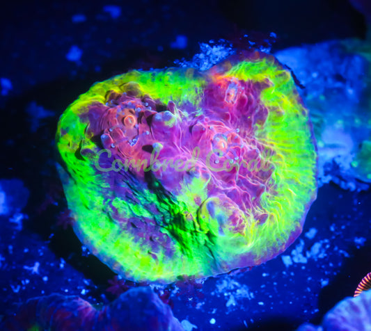 Cornbred's Firethrower Chalice - WYSIWYG