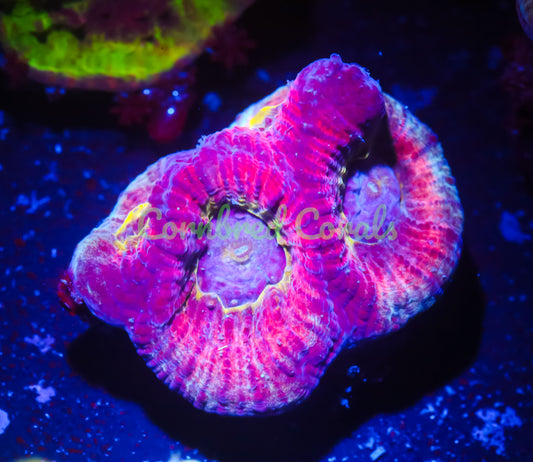 Cornbred's After Glow Favia - WYSIWYG