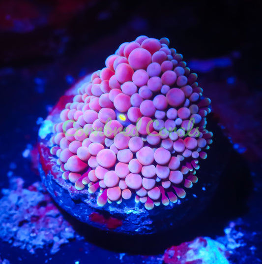Cornbred's Cotton Candy Ricordea Mushroom - WYSIWYG