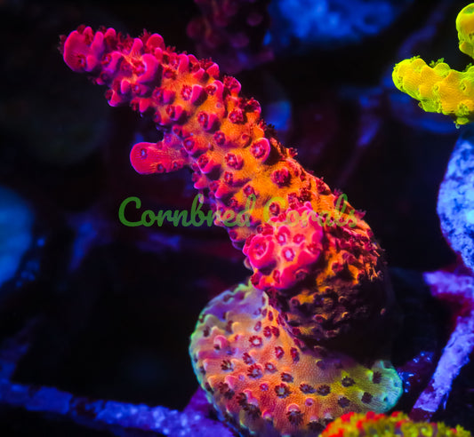 Cornbred's OMG Acro - WYSIWYG