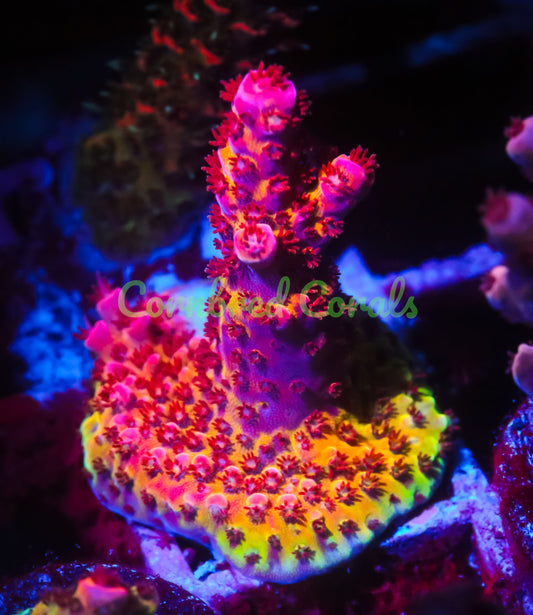 Cornbred's OMG Acro - WYSIWYG