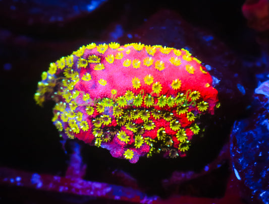 Cornbred's Ultimate Sunset Monti - WYSIWYG