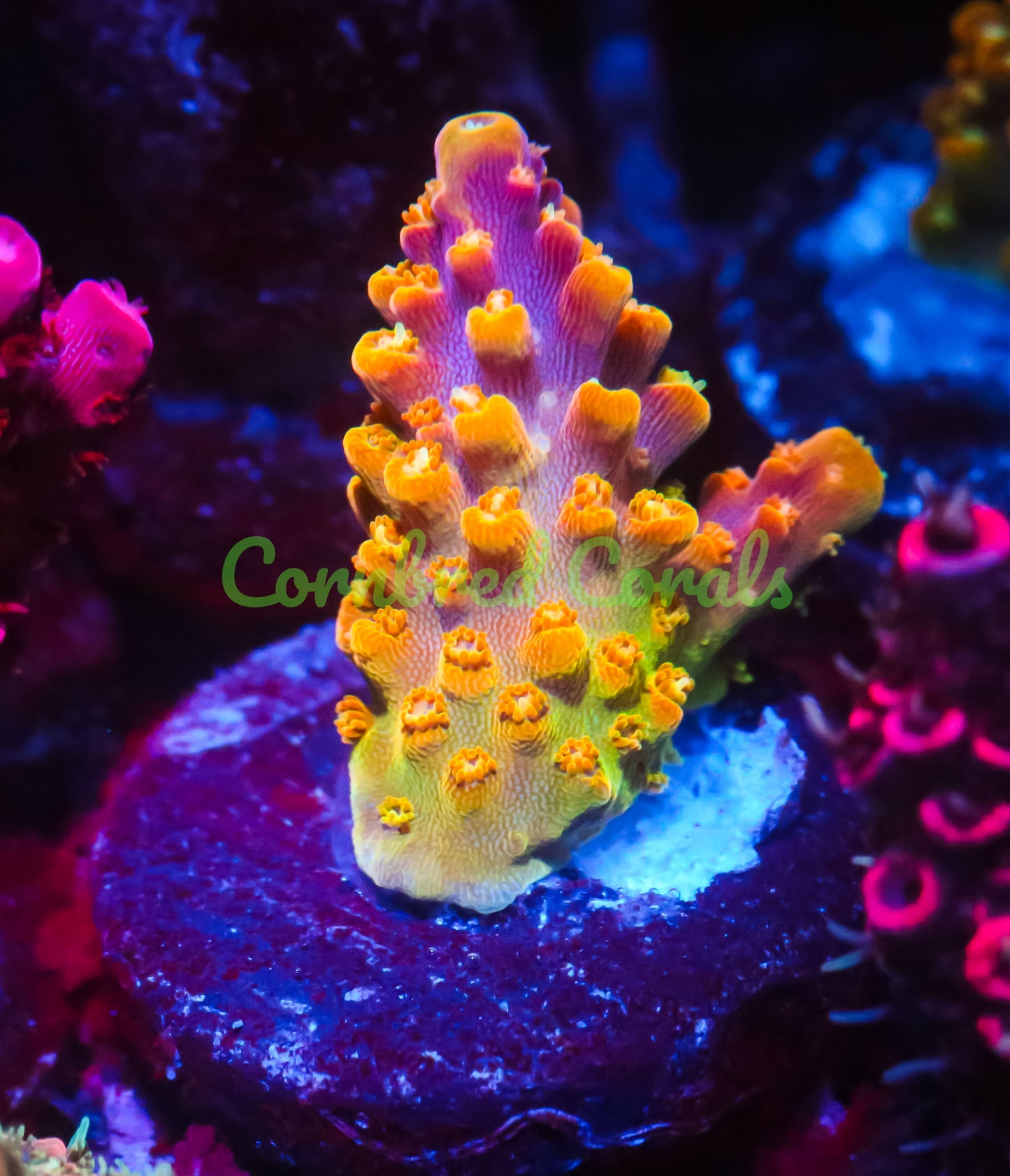 Cornbred's Golden Jawbreaker Acro - WYSIWYG