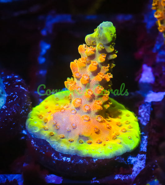 Cornbred's Golden Jawbreaker Acro - WYSIWYG