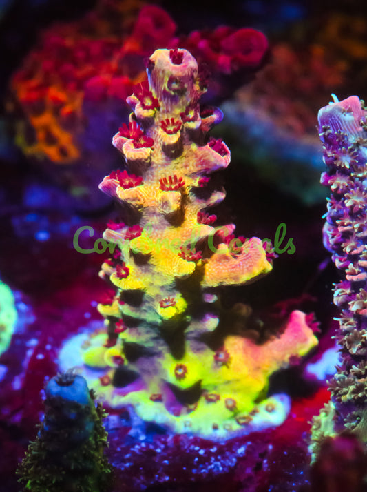 Cornbred's Supernova Acro - WYSIWYG