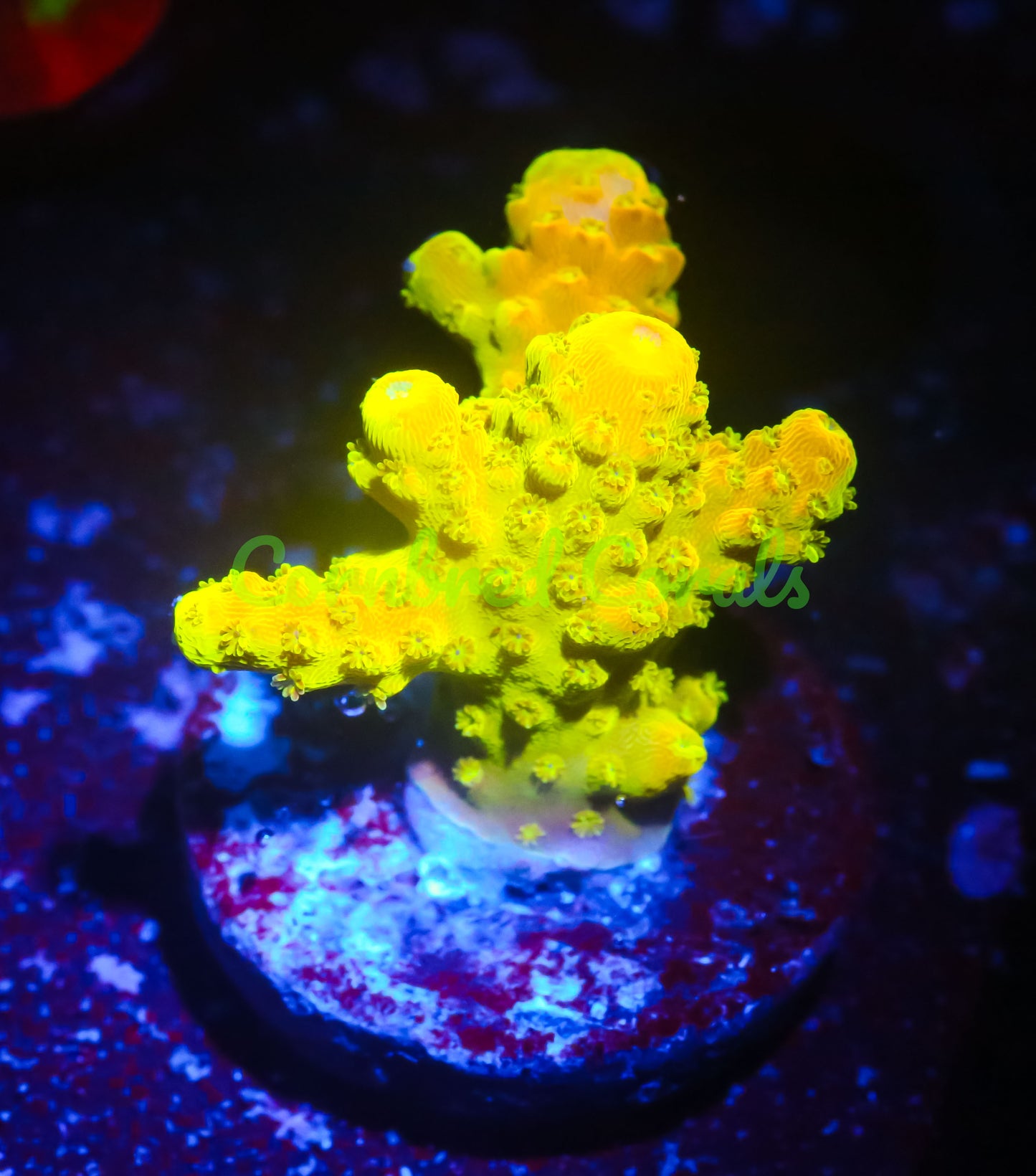 Cornbred's Monster Boobies Acro - WYSIWYG