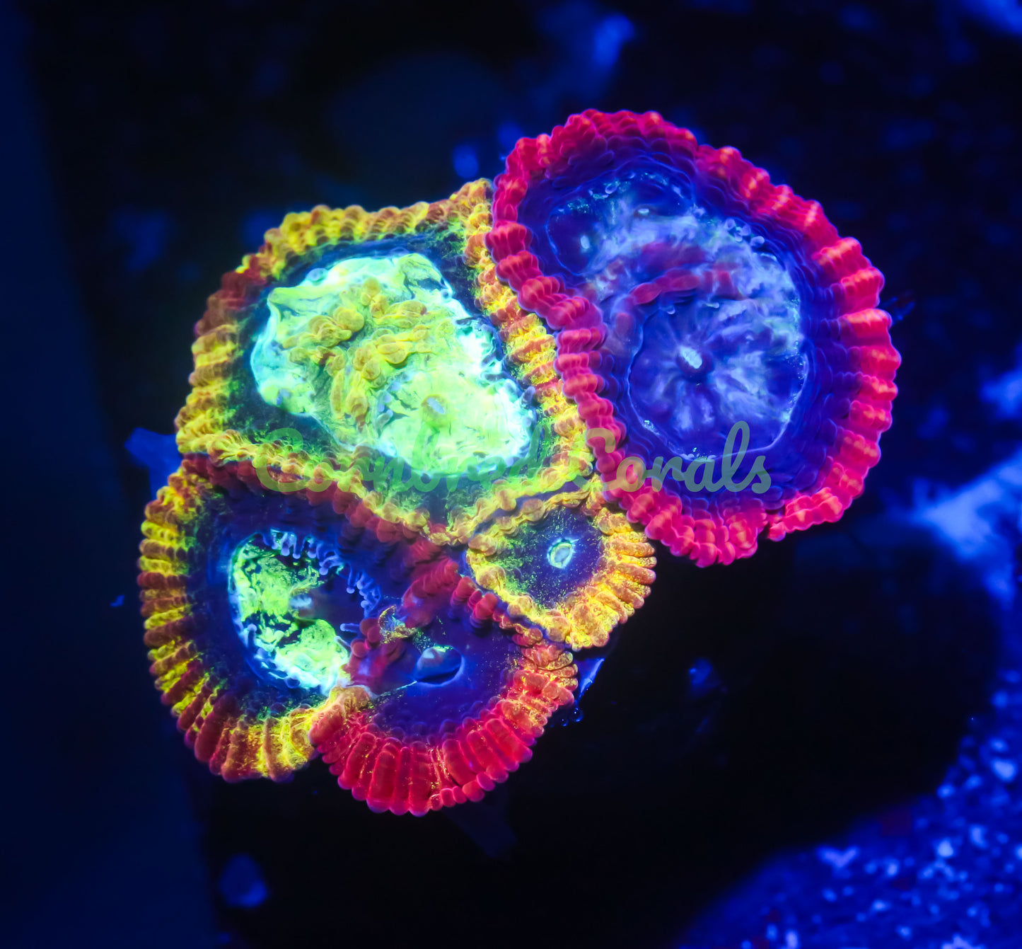 Cornbred's Meltdown Favia - WYSIWYG