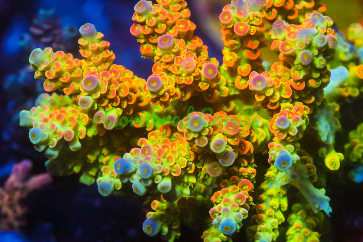 Cornbred's Yellow Passion Acro – Cornbred Corals
