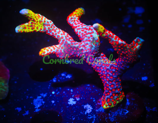 Cornbred's Bubble Gum Digi - WYSIWYG