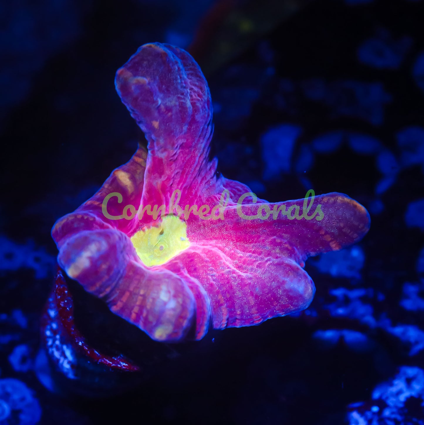 Cornbred's Rose Gold Pectinia - WYSIWYG