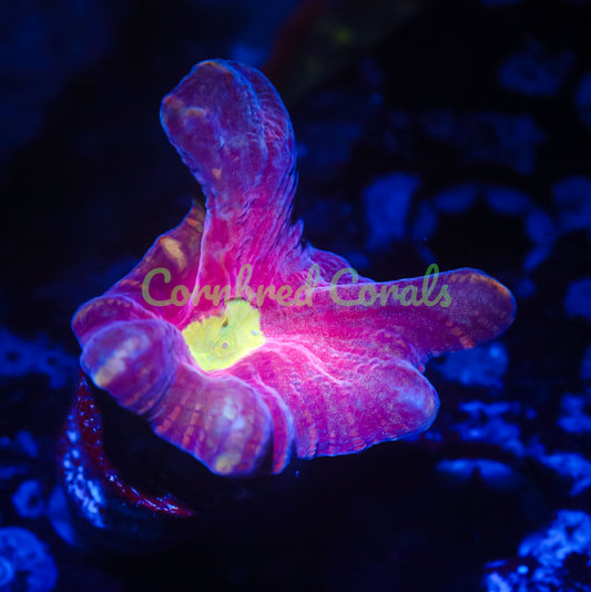 Cornbred's Rose Gold Pectinia - WYSIWYG