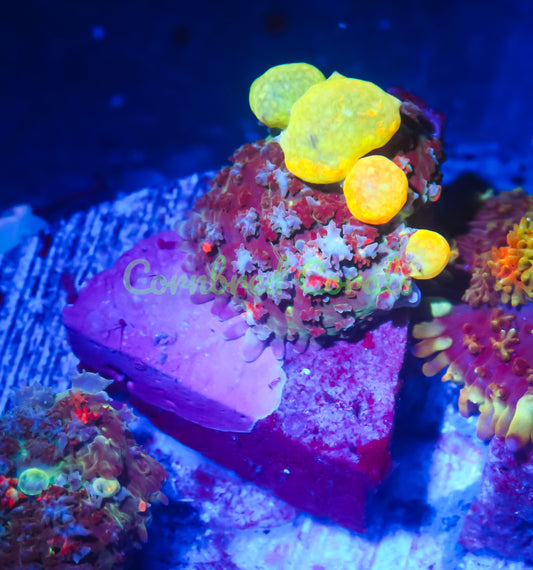 Cornbred's Godspawn Bounce Mushroom - WYSIWYG