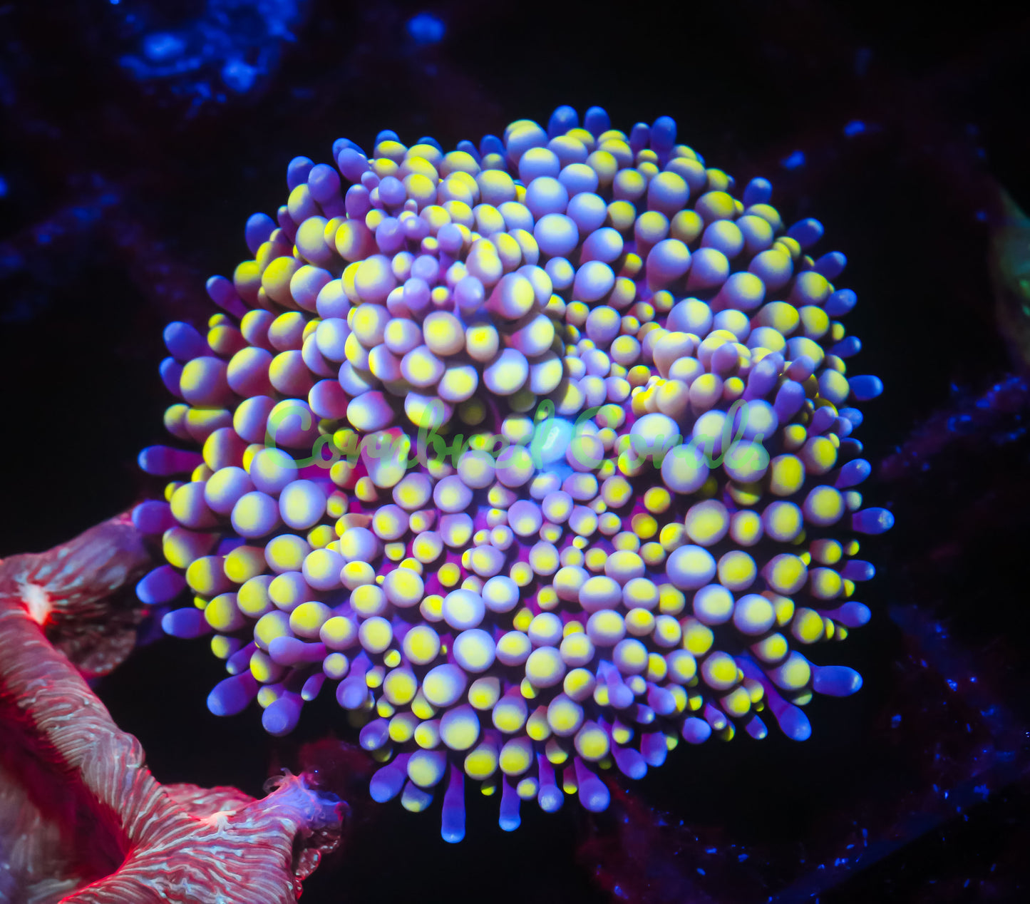 Cornbred's Mellow Yellow Ricordea Mushroom - WYSIWYG