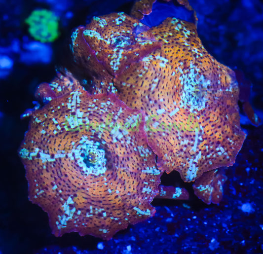 Cornbred's Leopard Discosoma Mushroom