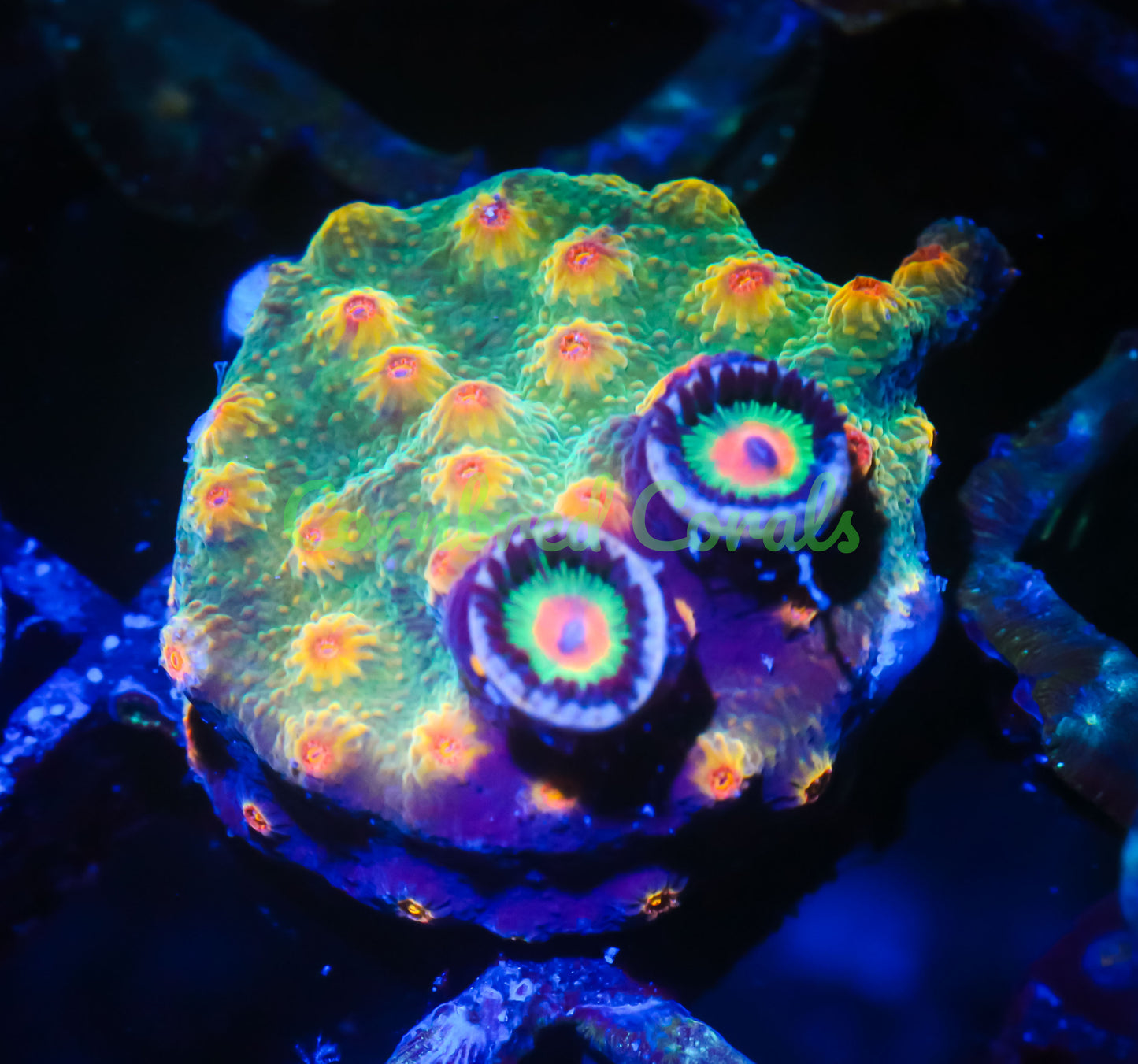 Cornbred's Acid Trip Cyphastrea + His 2 Friends - WYSIWYG