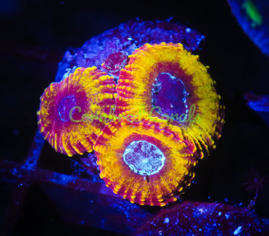 Cornbred's Golden Dragon Favia - WYSIWYG