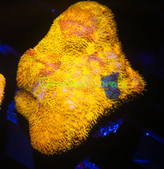 Cornbred's Gold Rush Psammacora - WYSIWYG