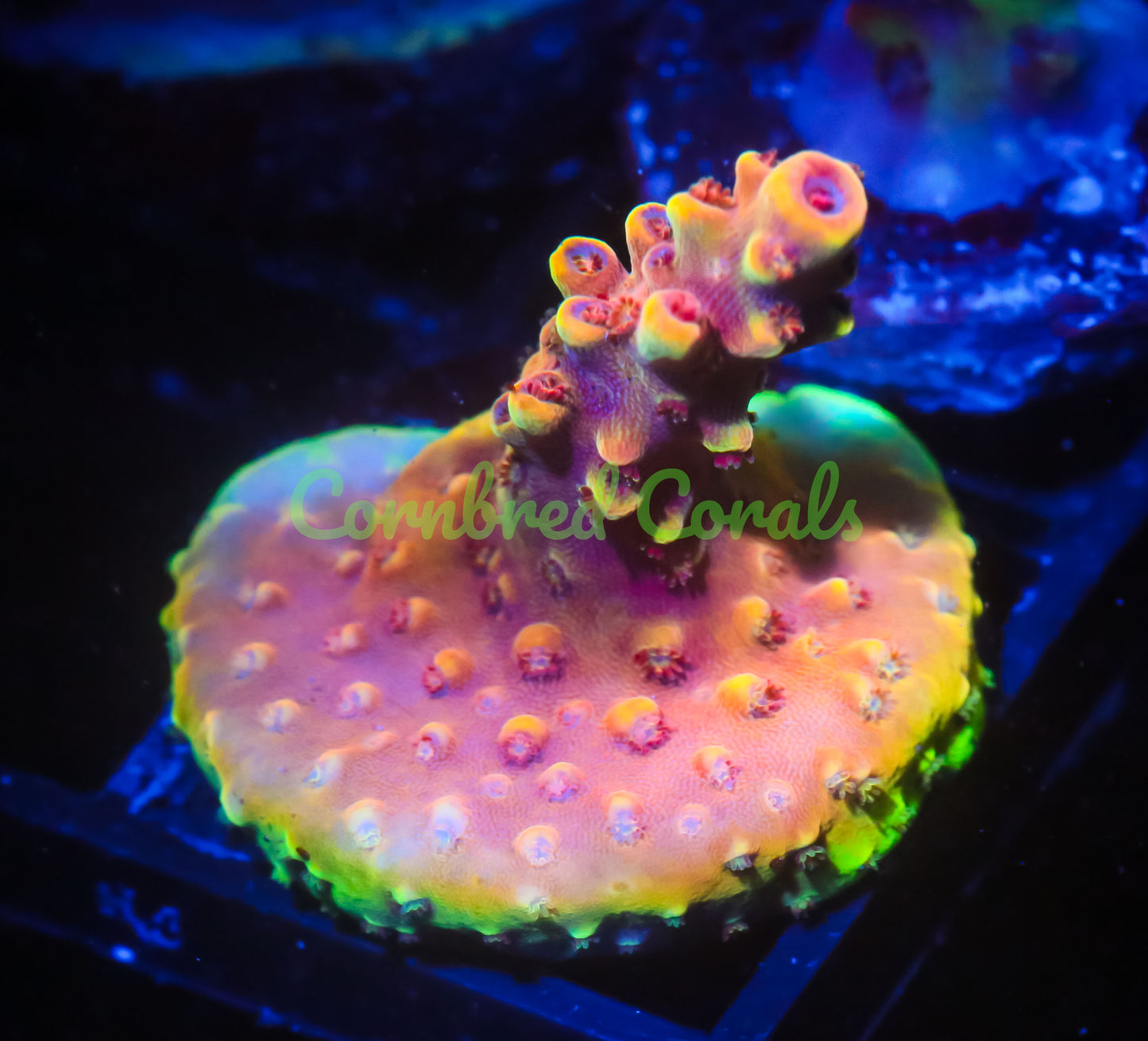 Cornbred's Gold Cadillac Acro - WYSIWYG